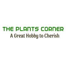 The Plants Corner